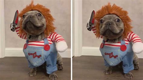 Tiny Dog Dresses Up As Chucky - YouTube