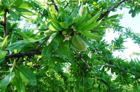 Almond Tree Information - Wikifarmer