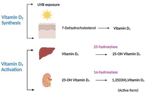 Cureus | Vitamin D and Gastric Cancer: A Ray of Sunshine?