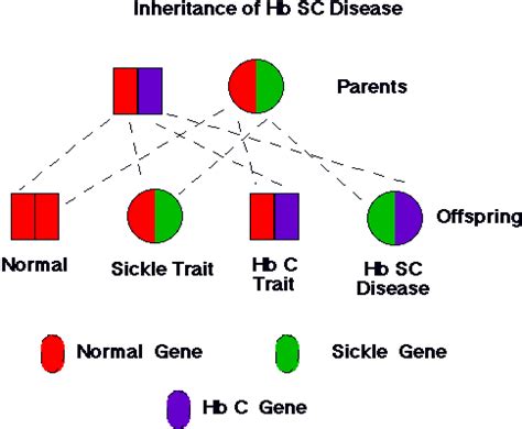 How Do People Get Sickle Cell Disease?