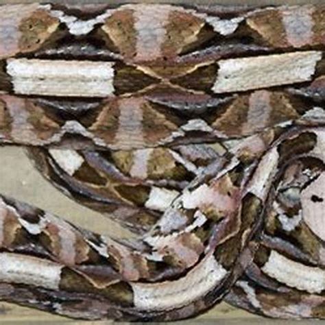 Can you survive a Gaboon viper bite? - DIY Seattle