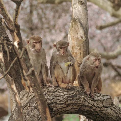 Rhesus Macaque in Close-up during Natural Behavior Stock Photo - Image ...