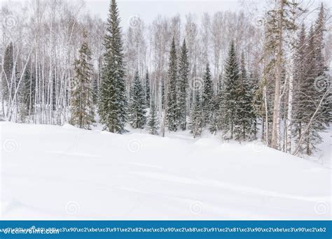 Winter Forest, Taiga. Forest in Winter in Siberia. Taiga Pines in the ...