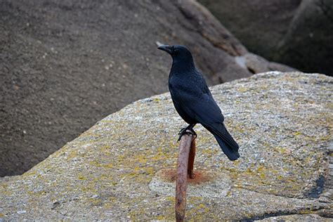 The Bird Perched Free Stock Photo - Public Domain Pictures