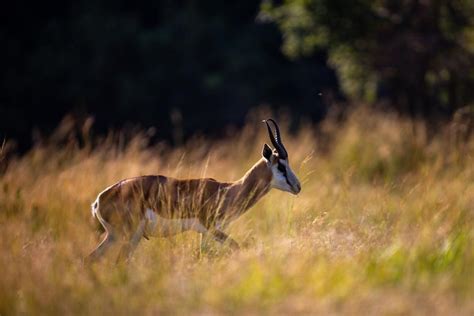 10 Wild Animals in Sudan [Wildlife in Sudan] - Kevmrc