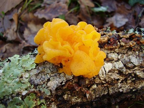 Jelly Like Fungi Info - What To Do For Jelly Fungus On Trees ...