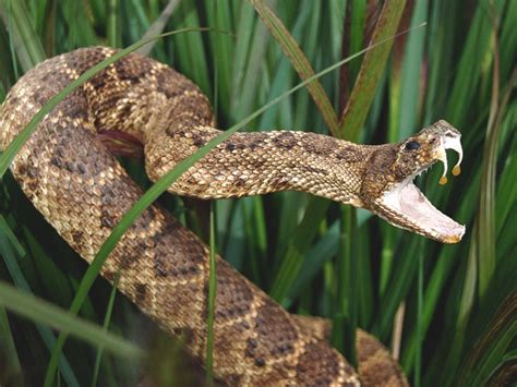 Is A Timber Rattlesnake Bite Deadly?