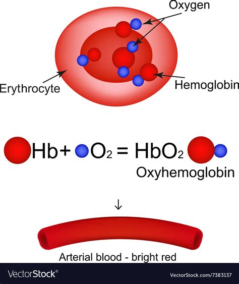 Oxyhemoglobin hemoglobin carries oxygen Royalty Free Vector