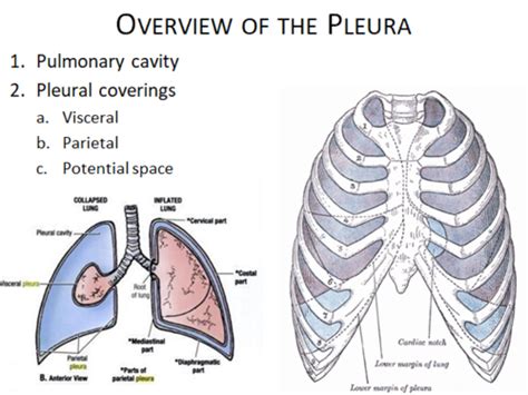 Thorax 3: Pleura and Lungs Flashcards | Quizlet