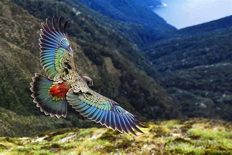 🔥 Captivating Kea parrot from New Zealand 🔥 : r/NatureIsFuckingLit