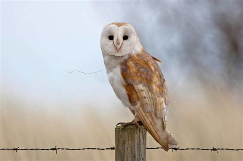 barn owl wallpaper - Google Search | Barn owl, Owl sounds, Barn owl sounds