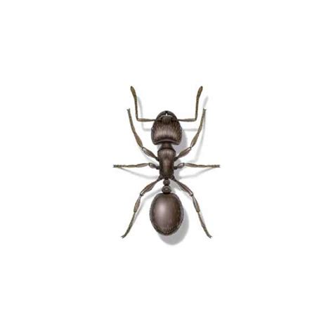 Pavement Ant Identification, Habits & Behavior | New Mexico Pest Control