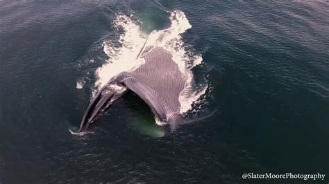 Blue Whale Lunge Feeding - YouTube