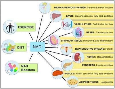 NAD+ IV Therapy: All You Need To Know About NAD Infusion (2022)