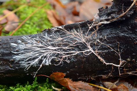 Mycorrhizal Fungi And Their Use In The Garden