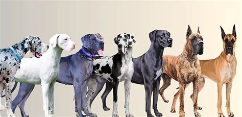 Different Types of Great Danes | Colors, pattern & Markings - Animal Dome