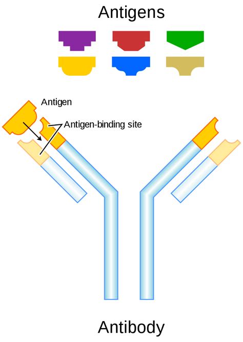 Difference Between Antiserum and Antibody | Compare the Difference ...