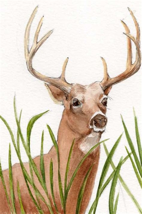 The best free Deer watercolor images. Download from 539 free ...