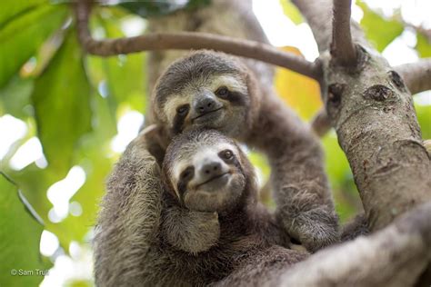 Cuddling Sloth Wallpapers - Wallpaper Cave