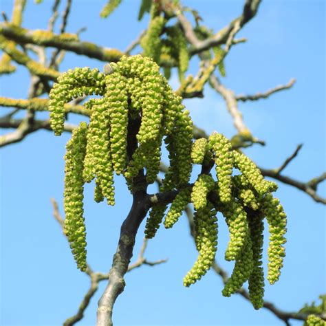 Walnut tree - planting, pruning, care and walnut harvest