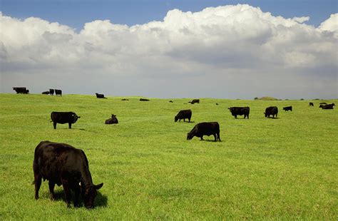 Black Angus Cows Grazing In Open Pasture by Timothy Hearsum