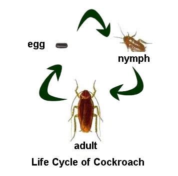 tree roach life cycle - Gwenn Schulz