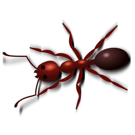 Ant PNG Image | Ants, Insects, Animal alphabet