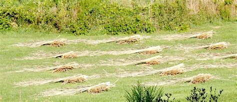 Cattail Harvesting in Macedon - Macedon Historical Society