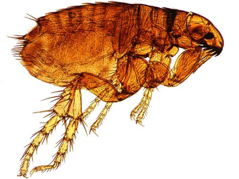 Fleas (Siphonaptera) | Pest Control | Parkersburg, Marietta, Athens