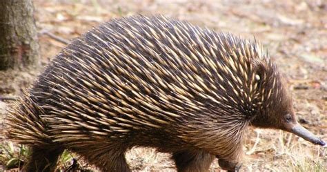 Eucalypt Habitat: Echidna