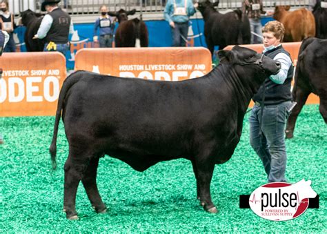 2021 Houston Livestock Show | Brangus | The Pulse