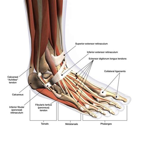 Tendons of the Foot - JOI Jacksonville Orthopaedic Institute