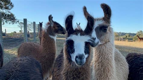 The Llama Farm – Discover Ipswich