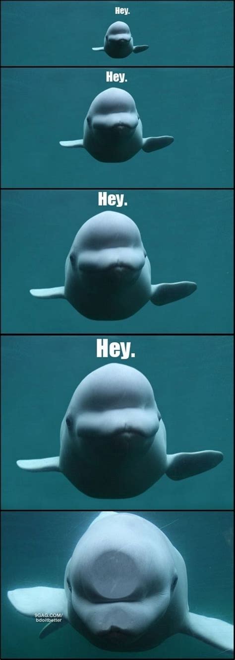 beluga whale | Funny animals, Funny animal memes, Cute funny animals