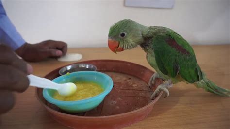 how to feed baby parrot | Baby parrot feeding - YouTube