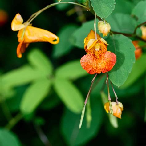 25 Beautiful Types of Orange Wildflowers - A-Z Animals