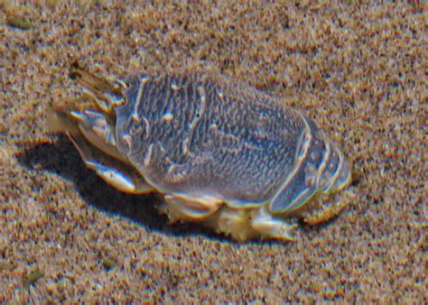 Emerita analoga (Pacific Sand Crab or Pacific Mole Crab – 10,000 Things ...