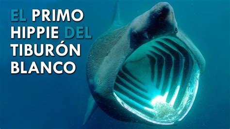 🦈 TIBURÓN PEREGRINO 🦈 Un MONSTRUO MARINO amigable ⛵ ANIMALOGIC en ...