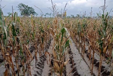 90 Persen Petani Jagung di Jatim Gagal Panen | Republika Online