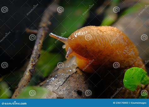 Common Garden Slug stock image. Image of brown, common - 236170003