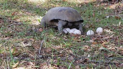 Gopher turtle trying to bury eggs on grass fail - YouTube