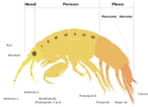 File:Scheme amphipod anatomy-en.svg - Wikiversity