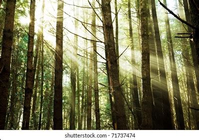 Sunny Forest Stock Photo 71737474 | Shutterstock