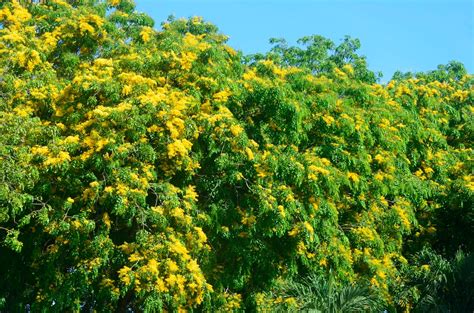 Laman Kambatik Plants list (4th ed.): Angsana (Malay) - Pterocarpus indicus