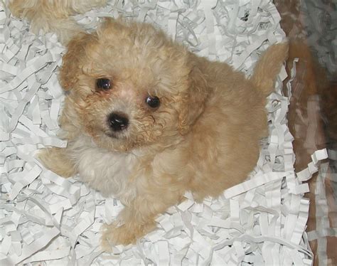 Adorable-brown-maltese-wallpaper - Dog Breeders Guide