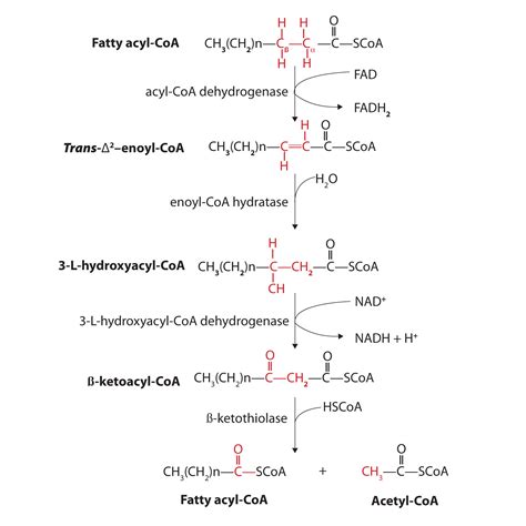 Stage II of Lipid Catabolism