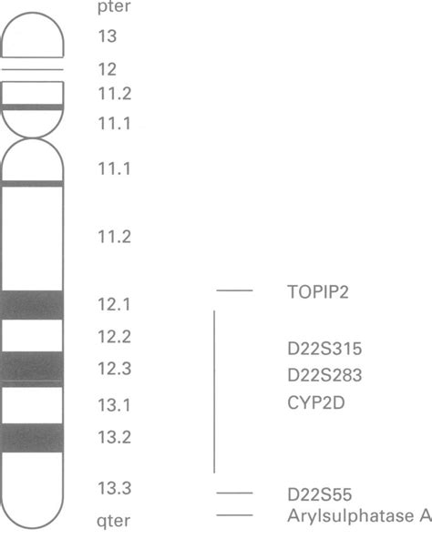 An ideogram of chromosome 22 showing the approximate locations of the ...