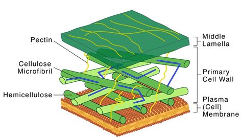 Cell Wall Diagram - CBSE Class Notes Online - Classnotes123