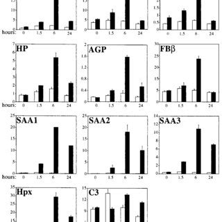 Induction of C/EBP ␤ and - ␦ as measured by Northern blot, Western ...