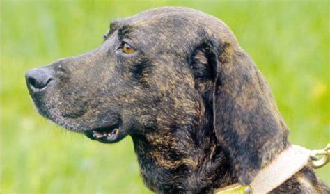 10 Things You Didn't Know About the Plott Hound